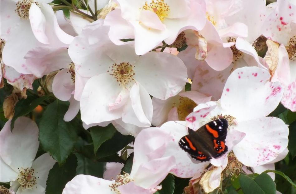 A red admiral butterfly rests on a Sally Holmes rose.
