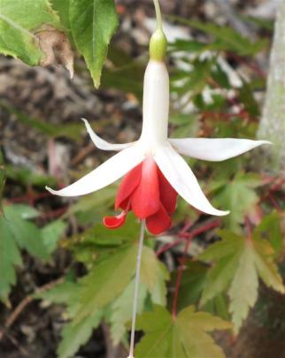 Among Glenfalloch's many fuchsias, this one with an almost orange corolla stands out.