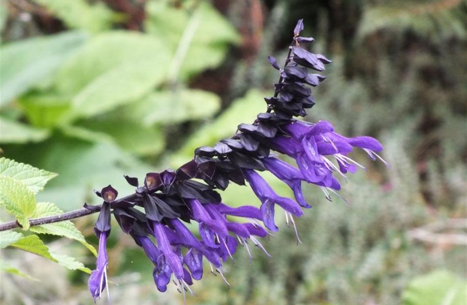 Salvia Black and Blue flowers well into autumn.