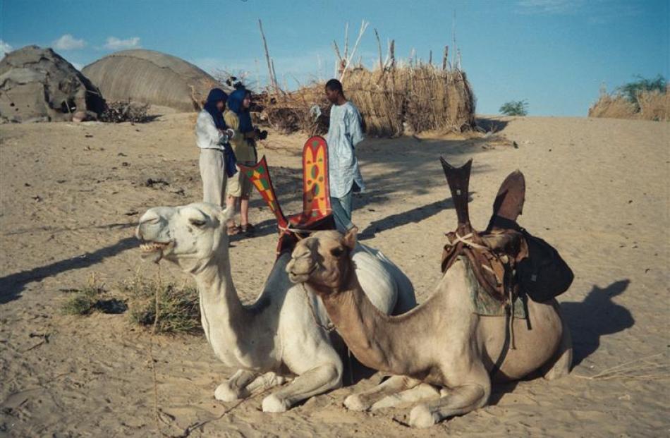 Camels resting before the journey.