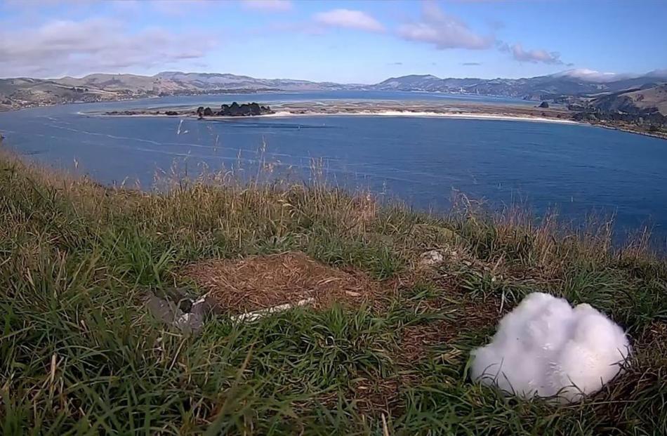 Royal albatross chick at Taiaroa Head.