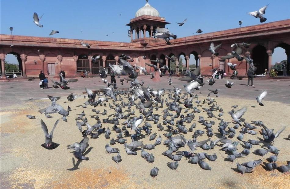 Pigeons galore inside Jama Masjid.