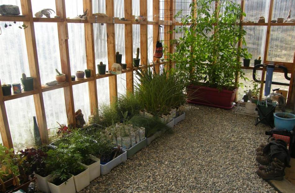 Plants fill the conservatory in the home of Bill Nagle and Corinne Ebisu.
