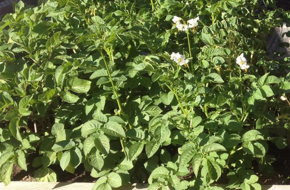 Anuschka was flowering within six weeks of planting.