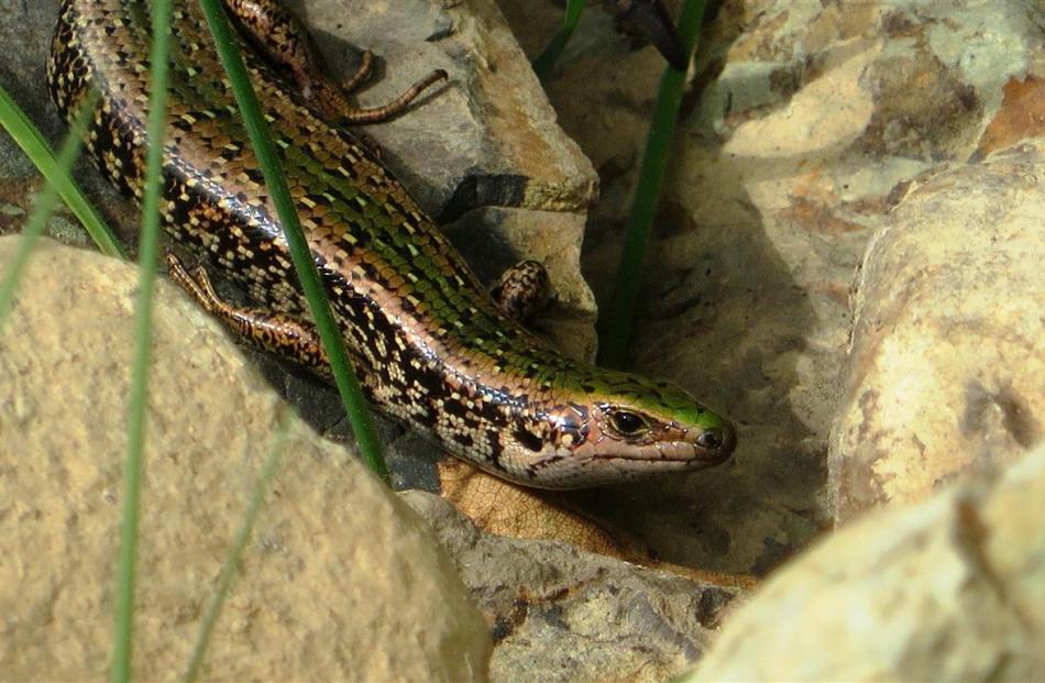 The green skink, named for the green band running down its back, is the latest newcomer to...