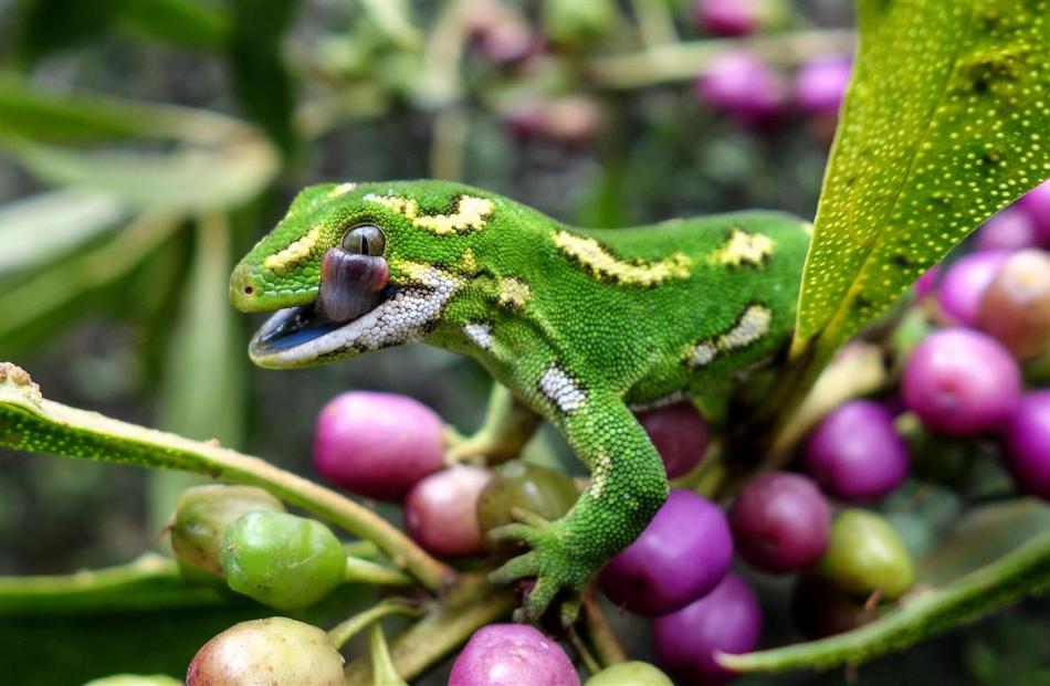 The jewelled gecko, seen here basking on a ngaio tree, is now well-established at Orokonui.