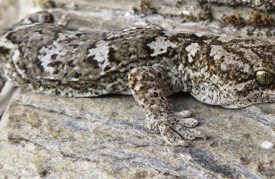 The korero gecko, perhaps the most common of Orokonui’s lizards, is seldom seen, being a night...