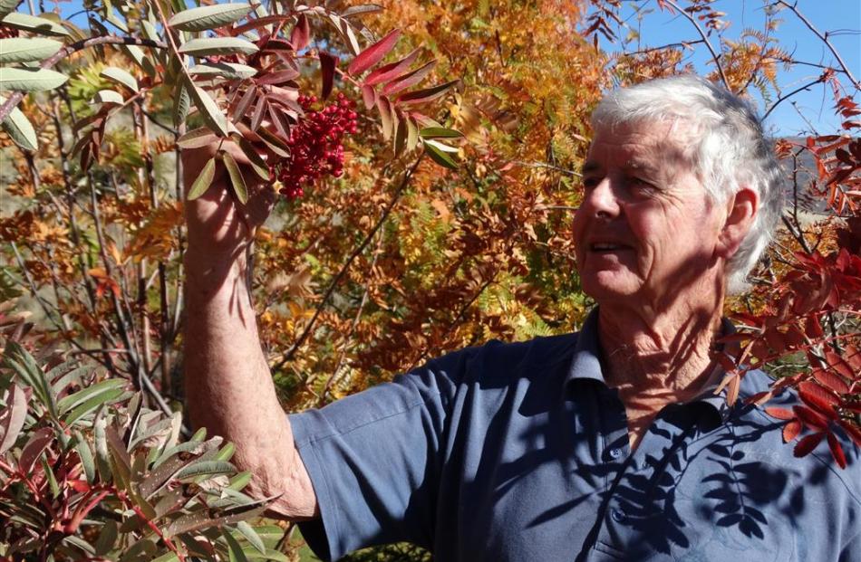 John McLaren, of Bannockburn, with his rowan trees. Photo by Mark Price.