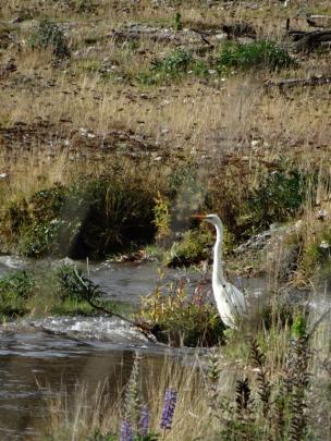 A white heron fishes in Spotts Creek, where a high E. coli level was recorded by the Otago...