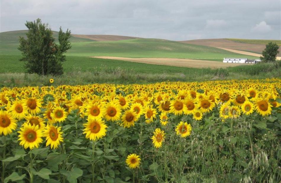 A field of sunflowers waiting to be photographed.