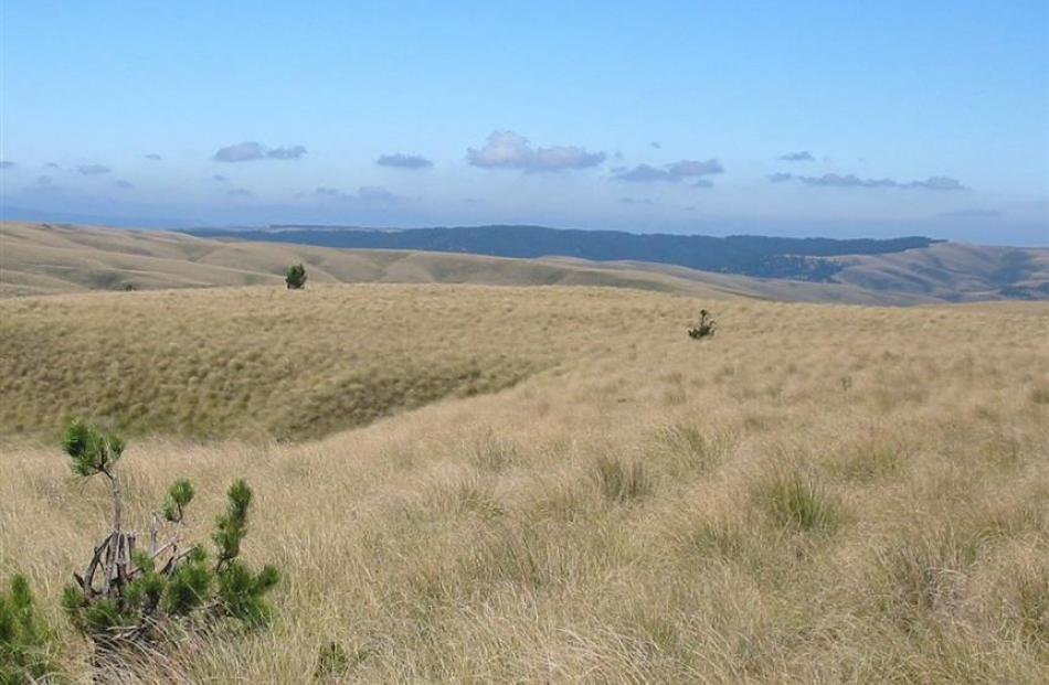 Douglas fir bordering the Te Papanui Conservation Park. Photo supplied.