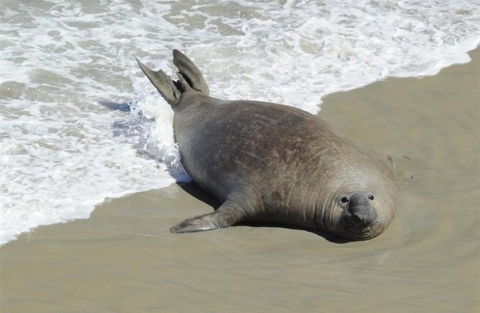 Otago Peninsula wildlife includes elephant seals.