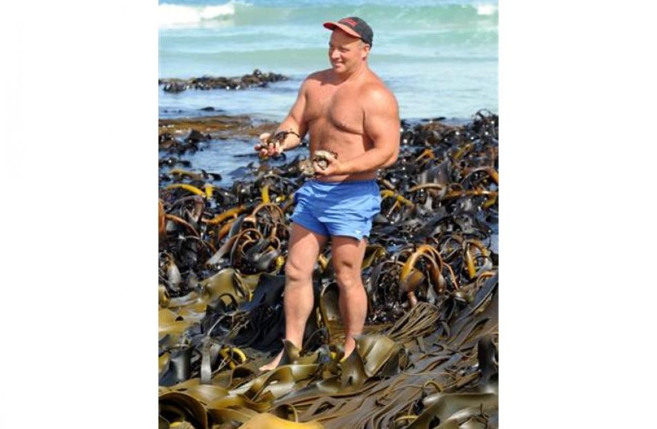 Roger Larson, of Dunedin, collects mussels from among the kelp during a very low tide.