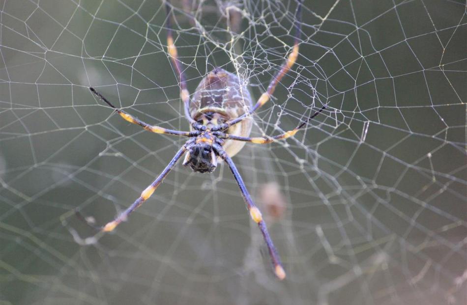 A golden orb spider weaves its magic. PHOTO: JOHN BECKHAM