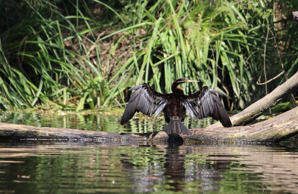 A cormorant suns itself on the Lane Cove River. PHOTO: JOHN BECKHAM