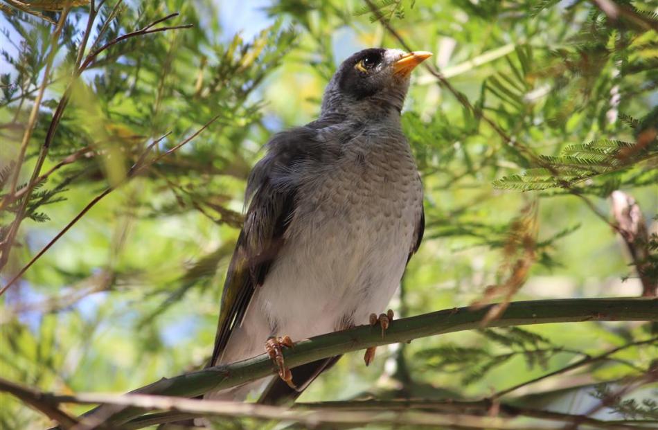A noisy  miner  bird outside Allison Beckham's cabin. PHOTO: JOHN BECKHAM