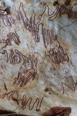 The distinctive marks left by scribbly gum moths.  PHOTO: JOHN BECKHAM