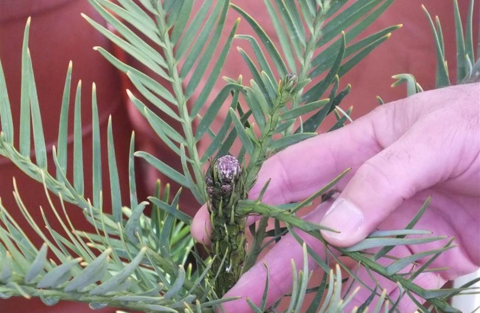 As temperatures drop, new growth is protected by a white ‘‘polar cap’’.