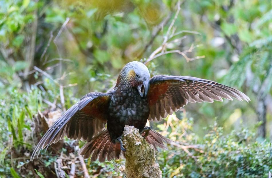 Kaka. Photos by Leon Berard.