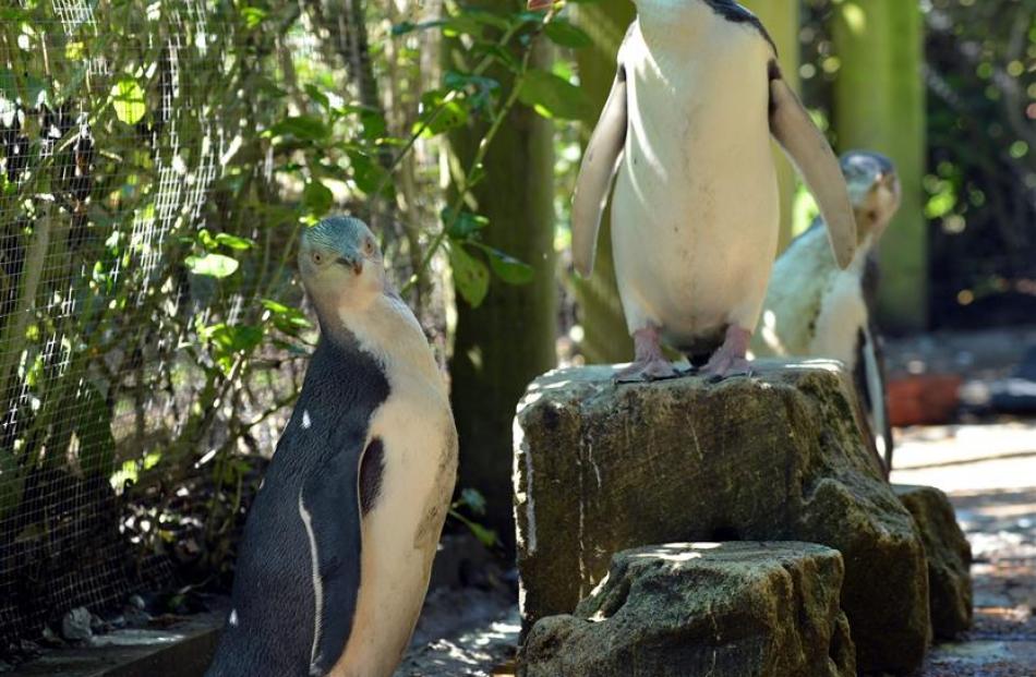 The yellow-eyed penguin population at mainland New Zealand’s largest yellow-eyed penguin colony...
