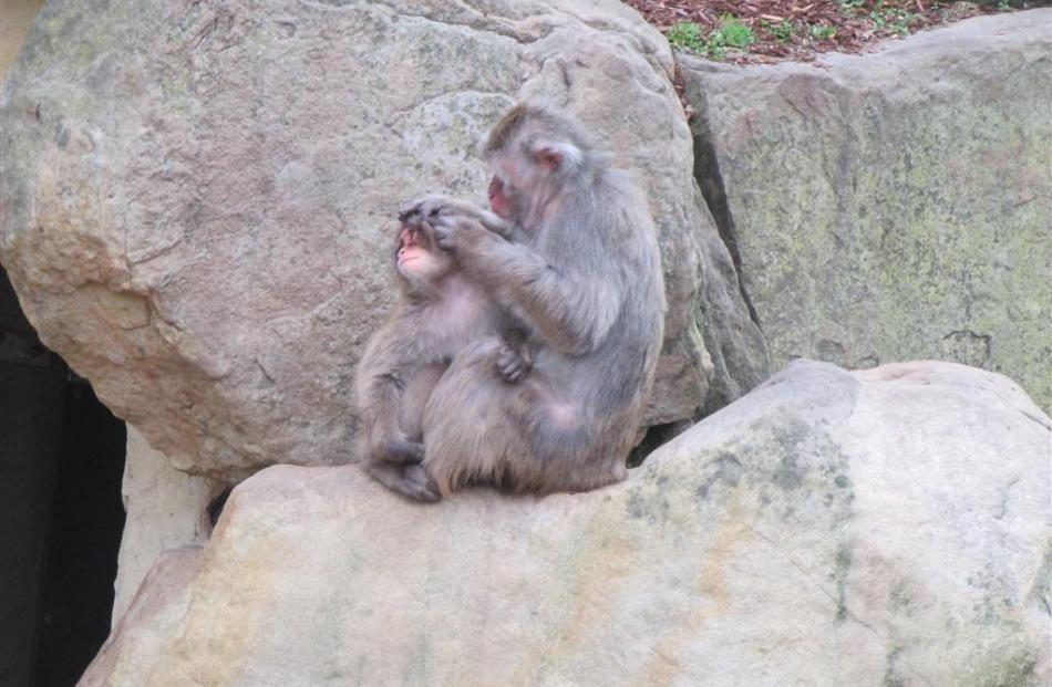A group of Japanese macaque monkeys, living in a large enclosure at the centre of the Launceston...