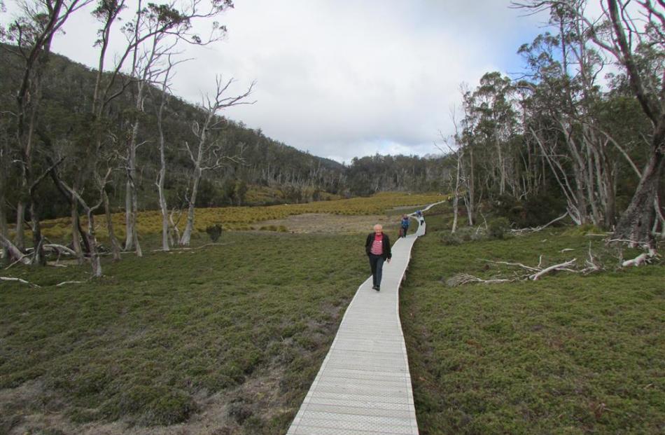 The alpine forest of the Cradle Mountain National Park is criss-crossed with boardwalks, making...