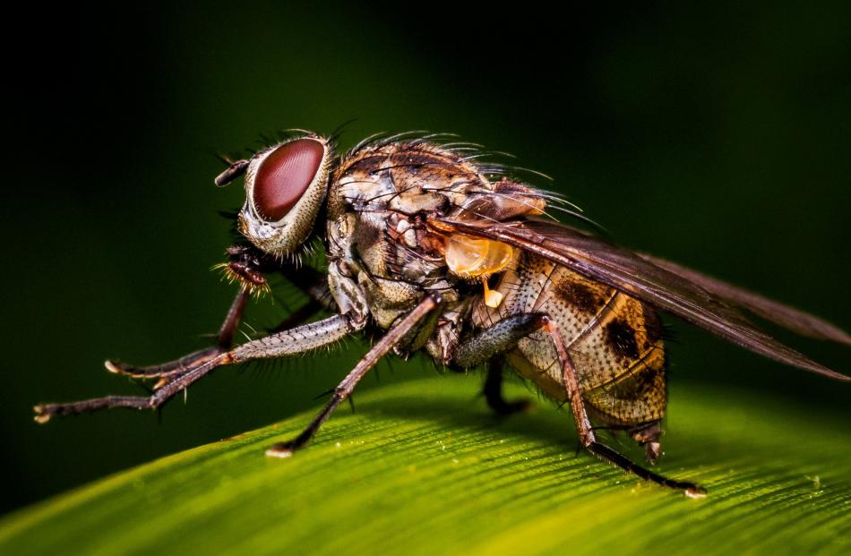 Highly commended, animal, 15 years and over: David Steer, 'Fly', Macandrew Bay, Otago.