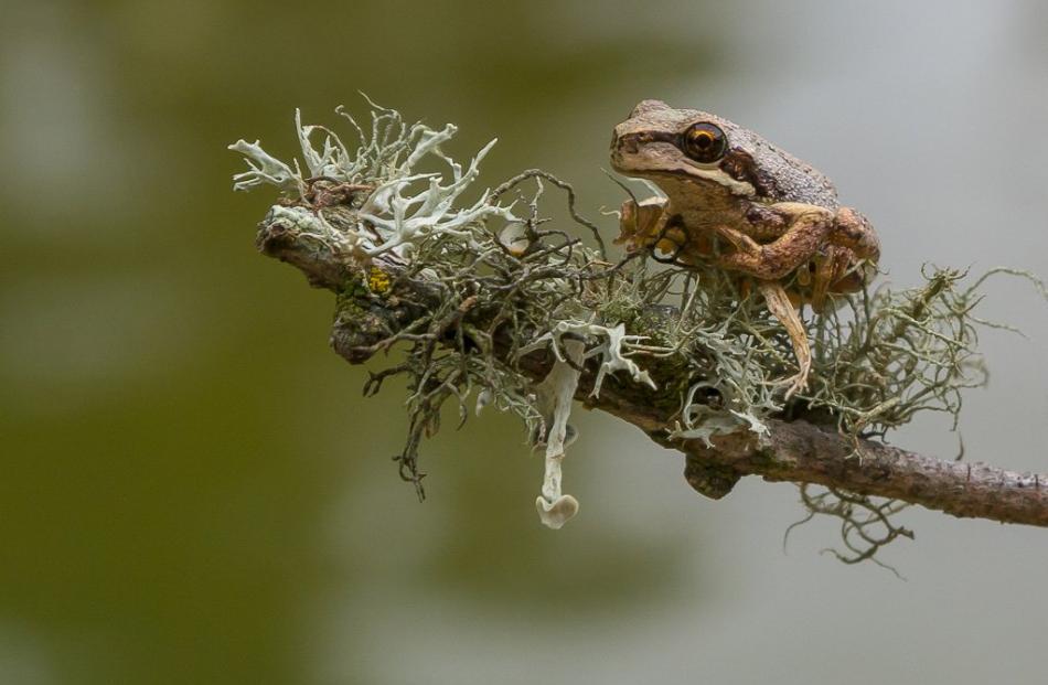 Animal, 14 years and under: Jack Aubin, 'Little brown tree frog out on a limb', Naseby swimming...