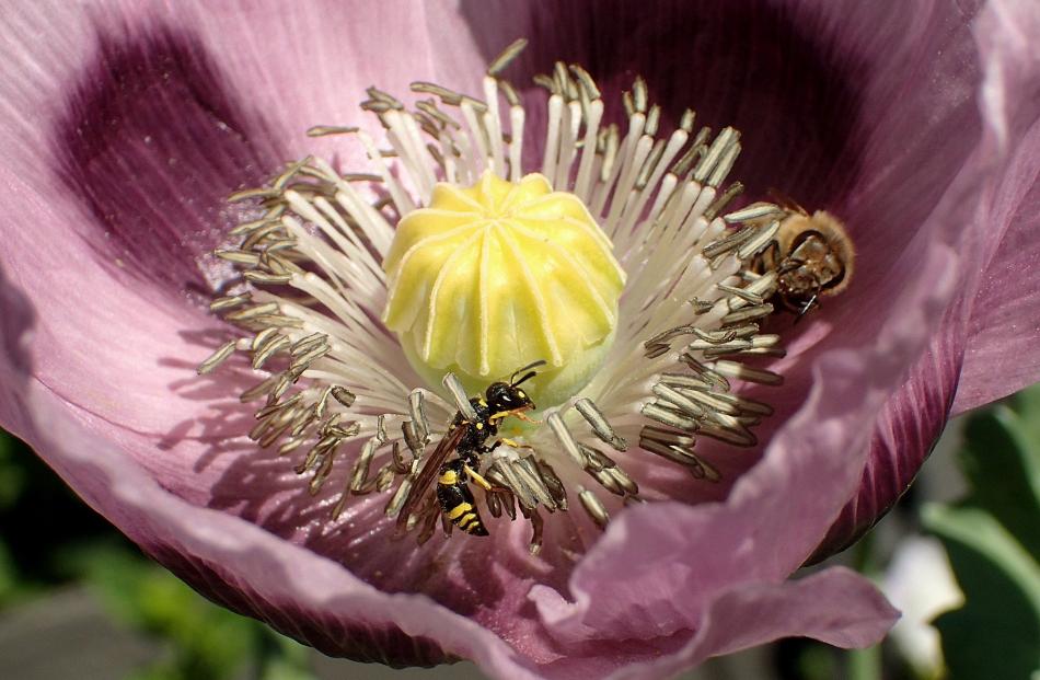 Plant, 14 years and under (highly commended): Fergus McMullan, 'Poppy pollinators', Omakau,...