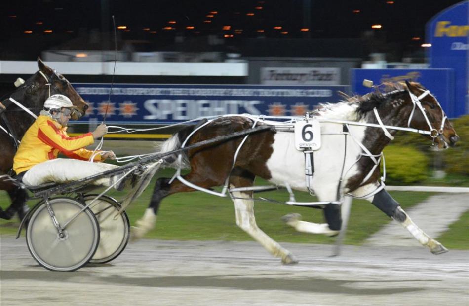 Culler Coded in full flight over the 1200m sprint distance at Forbury Park last night. Photo by...