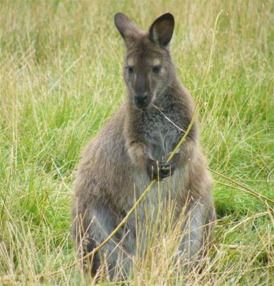 Hunters in the hills around Dunedin could have wallabies in their gunsights in a few decades  if...