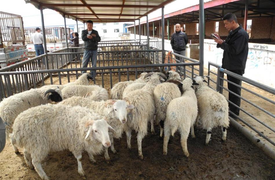 Sheep are unloaded at a trading centre in Inner Mongolia.