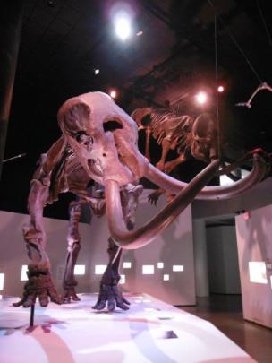 A mammoth skeleton at the Museum of Natural History.