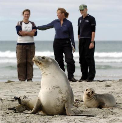 A female New Zealand sea lion and her pup after the mother was fitted with GPS and VHF equipment...