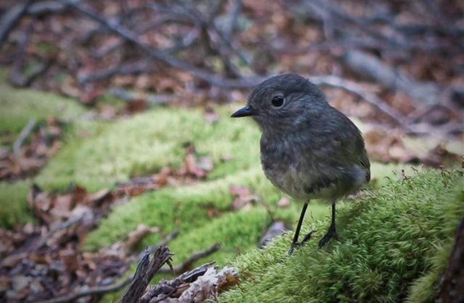 A South Island robin in the Matukituki Valley.