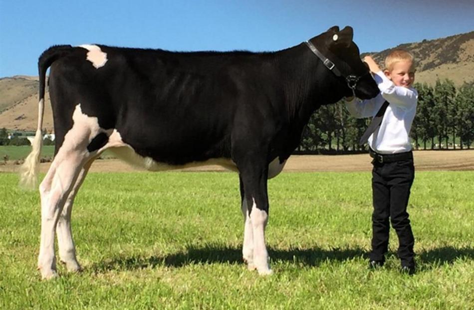 Jake Eden with his calf Fermoy Seaver Ve S3F. Photo supplied.