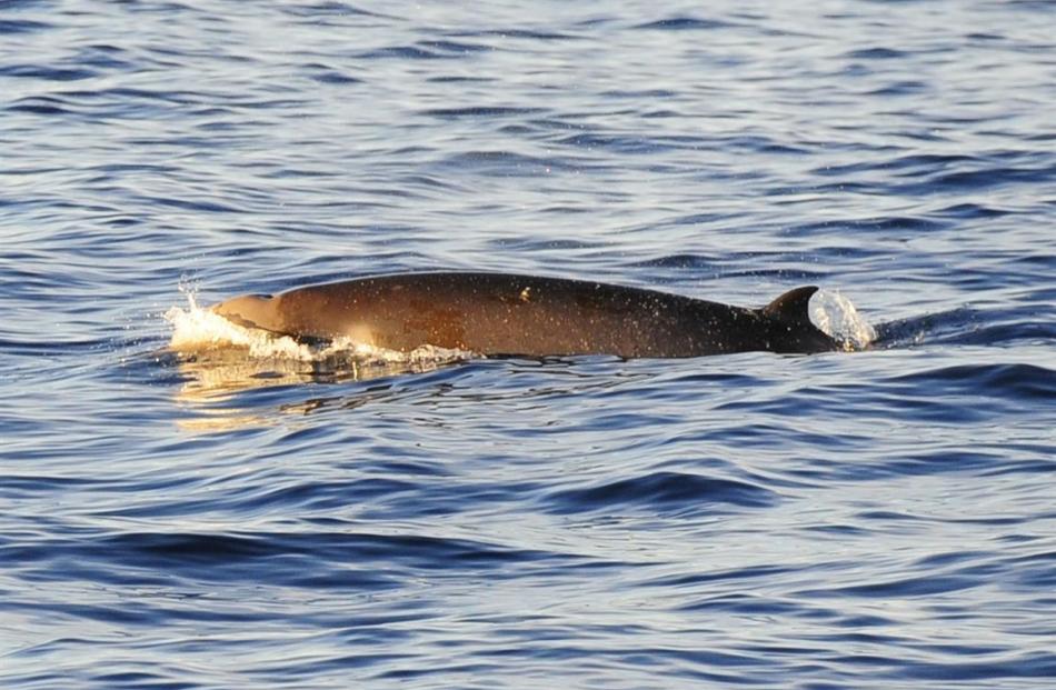 The Shepherd's beaked whale. Photo: Tom Brough