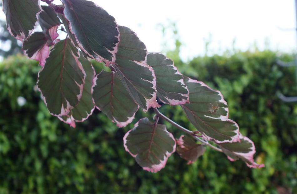 A huge English beech has unusual variegated leaves.