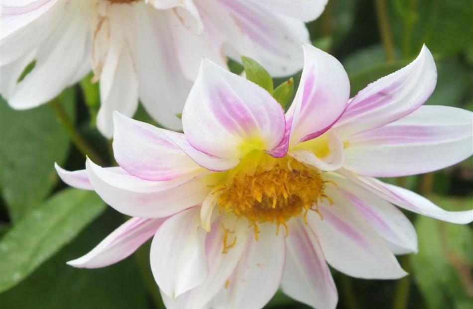 One of the dahlias Allan Ashworth grew from seed.