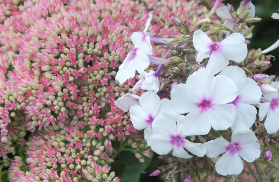 Sedum (left) and phlox provide colour from late summer.