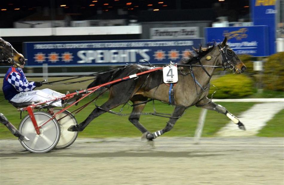 Mossdale Sue in winning form at Forbury Park last night, courtesy of a patient drive from Shane...