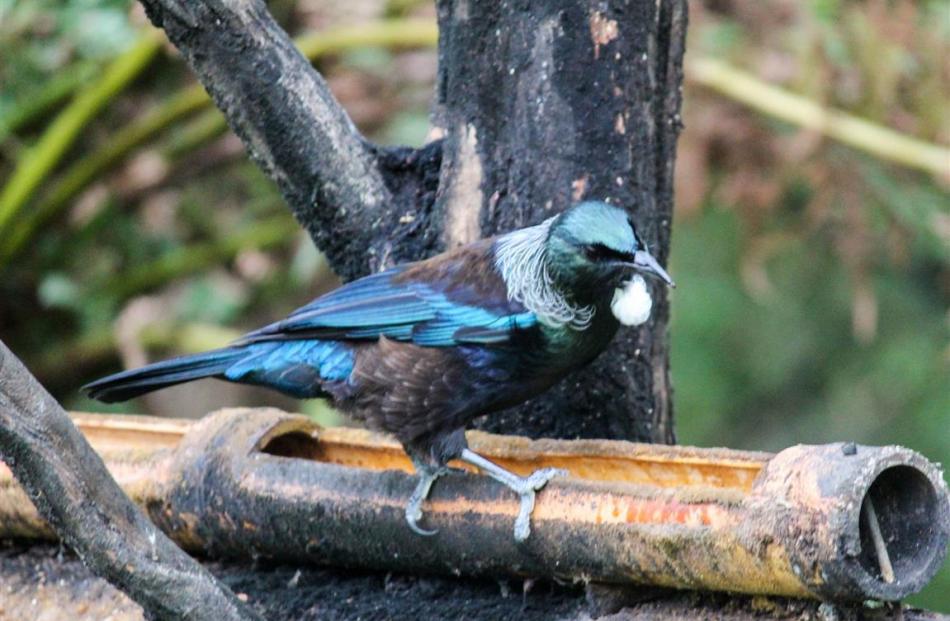 A cheeky tui comes to check out the home-grown native New 
Zealand garden Te Kainga Marire.
