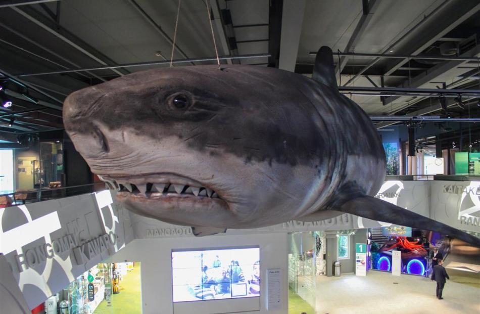 The Megalodon sculpture suspended at the New Plymouth 
museum.
