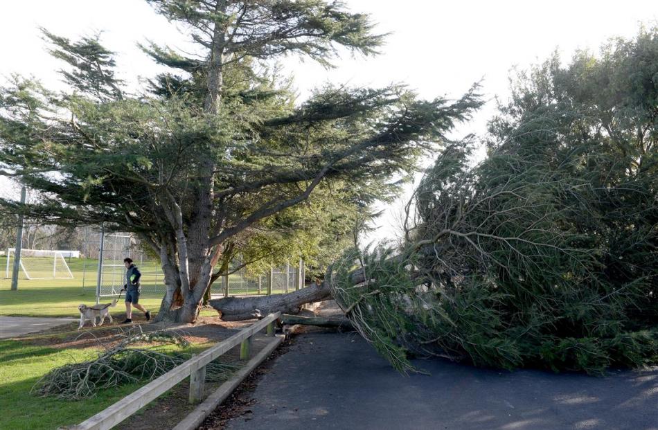 Part of a large tree blocks Reid Rd, near Peter Johnstone Park in Mosgiel, after being downed by...
