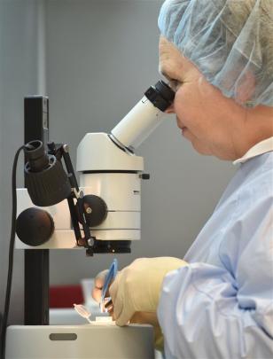 Roslyn Pearce works on a Molteno glaucoma drainage implant. Photo by Peter McIntosh.
