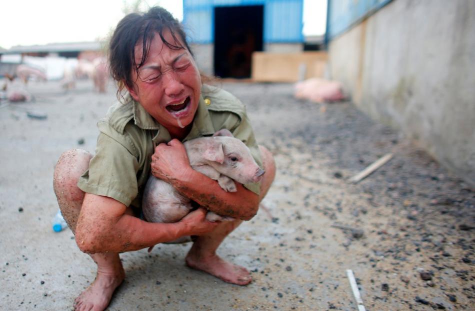 A woman cries as she holds a pig rescued from a flooded farm in Xiaogan, Hubei Province. Photo by...