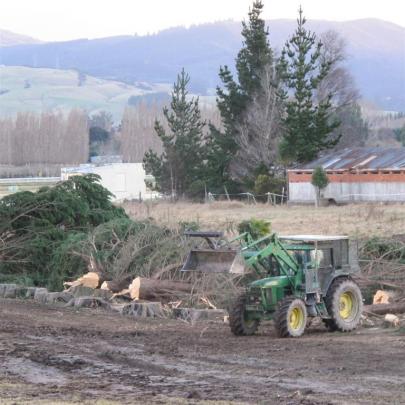 A line of macrocarpa trees has been cut down to ready the land for sale.