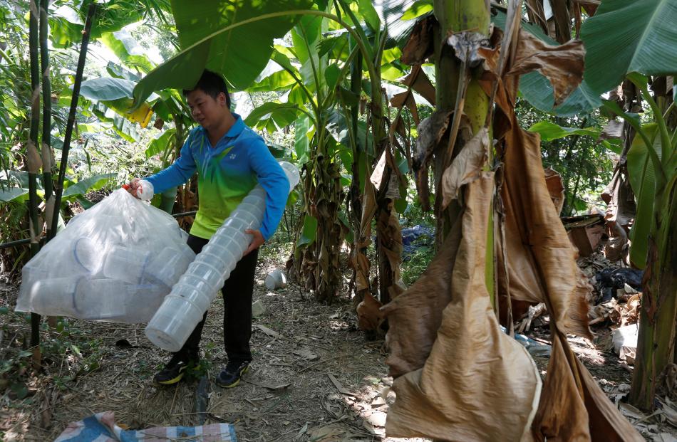 A researcher carries empty containers after releasing male mosquitos on Shazai Island, which has...