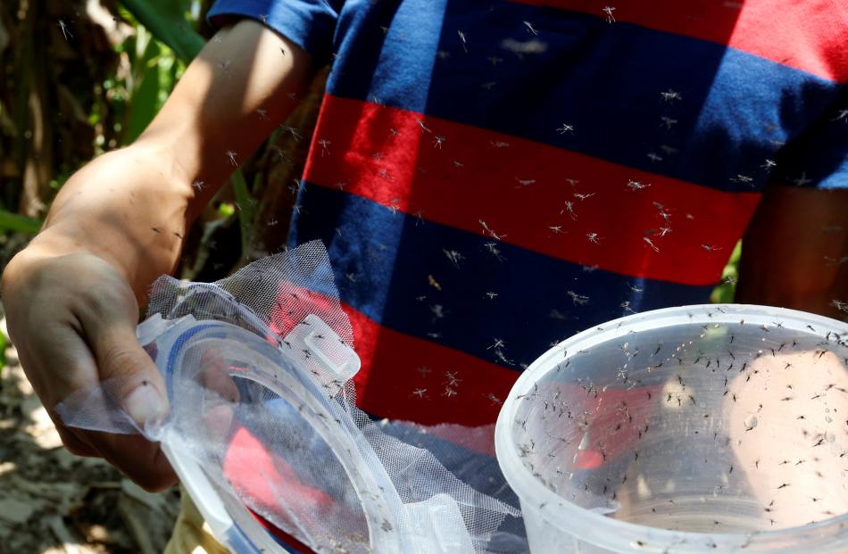A researcher releases male mosquitos on Shazai Island which has a field studio of Sun Yat-Sen...