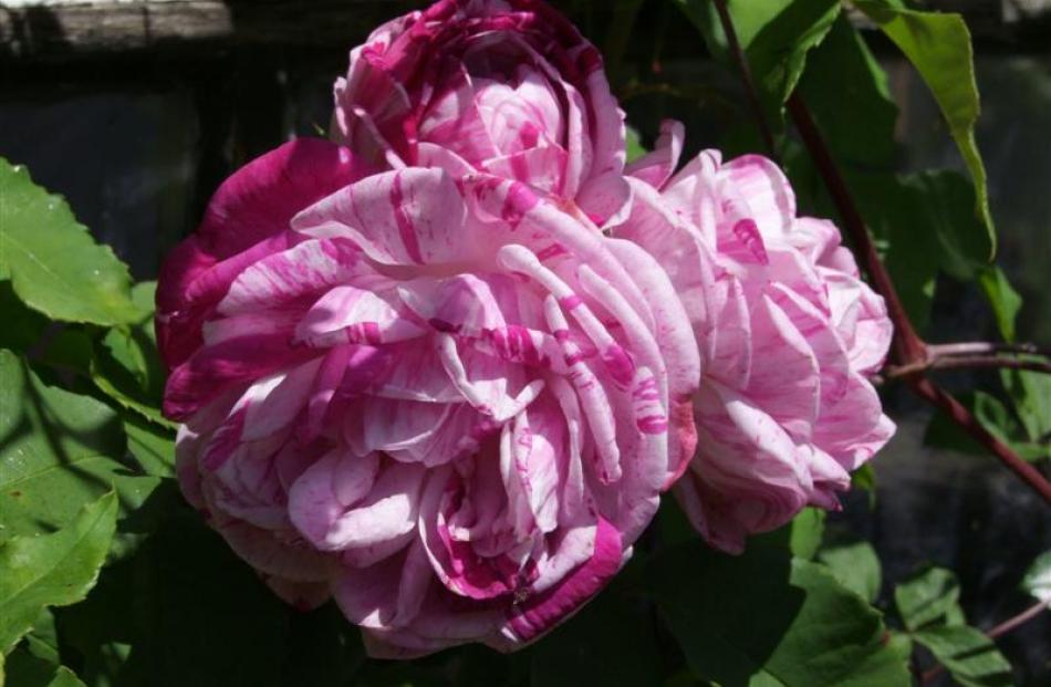Sweet-scented Honorine de Brabant is one numerous heritage roses in the Ruka garden.